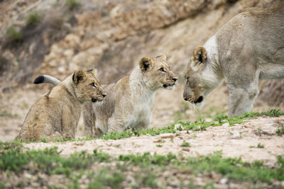 Lions relaxing on field