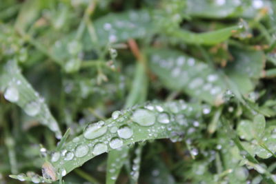 Close-up of wet plant leaves during rainy season