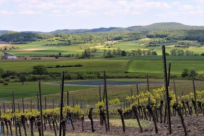 Scenic view of vineyard against sky