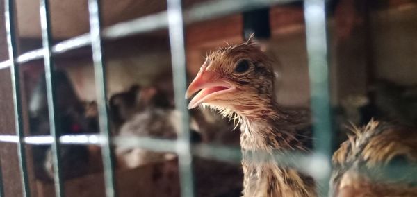 Close-up of bird in cage