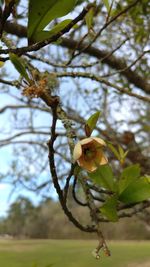 Low angle view of fruit on tree