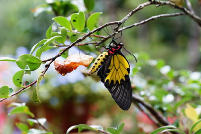 Close-up of butterfly pollinating on flower