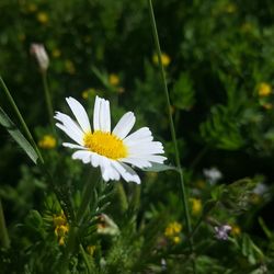 Close-up of fresh white flower blooming in garden