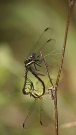 Close-up of insect