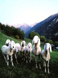 View of sheep on field