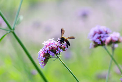 Close-up of bee pollinating on purple flower