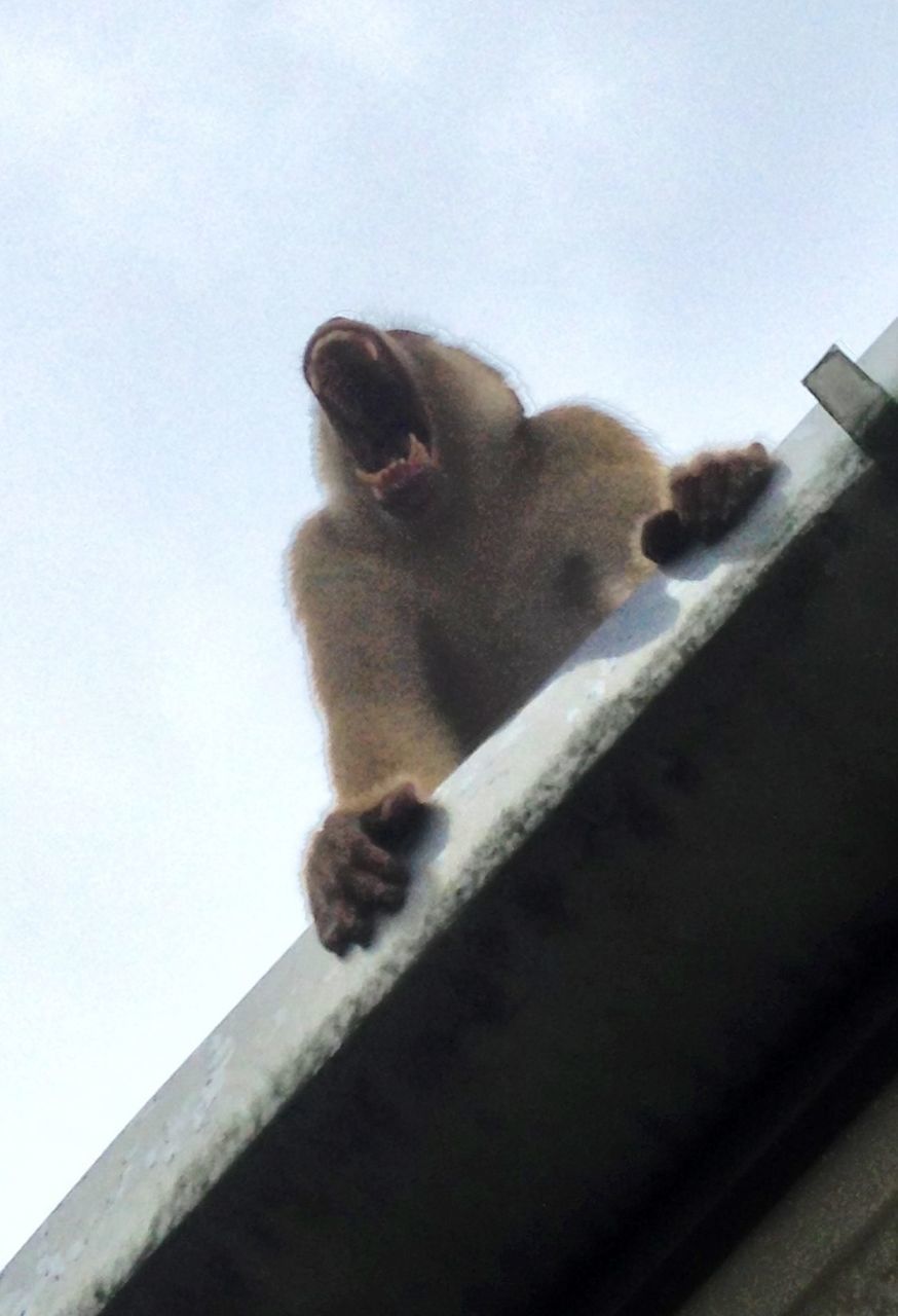 animal themes, one animal, mammal, low angle view, domestic animals, wildlife, animals in the wild, monkey, clear sky, sitting, pets, two animals, day, sky, domestic cat, railing, no people, roof, outdoors, perching