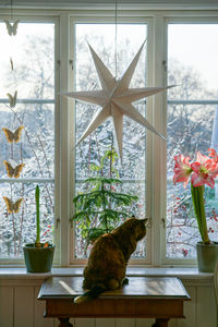 Cat sitting on table at window