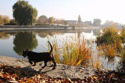 Dog in a lake