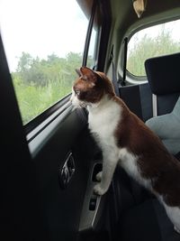 Cat sitting in car