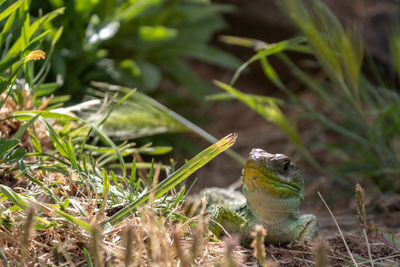 Close-up of a lizard on land