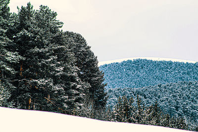 Pine trees on field against clear sky during winter
