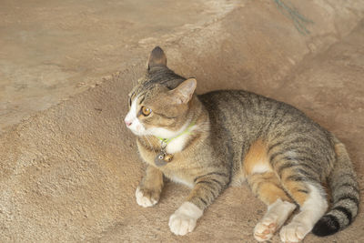 High angle view of a cat looking away