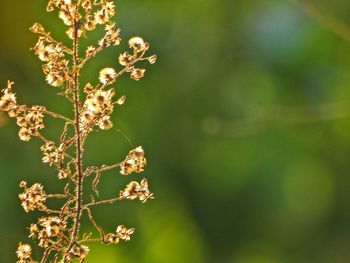 Close-up of white flowering plant