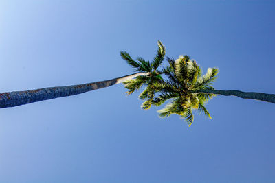 Low angle view of coconut palm tree against clear blue sky