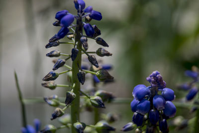 Close-up of purple flowering plant