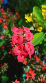 Close-up of pink flowering plant