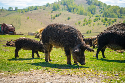 Sheep grazing on field