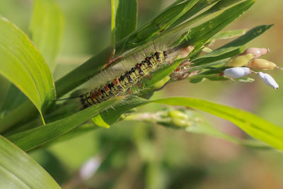 Close-up of insect on leaf