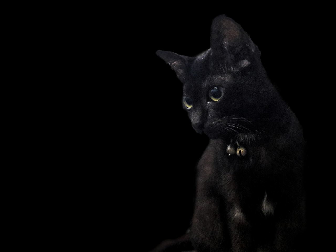 CLOSE-UP OF BLACK CAT