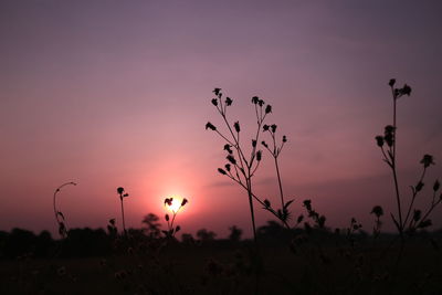 Silhouette plants on field against sky during sunset