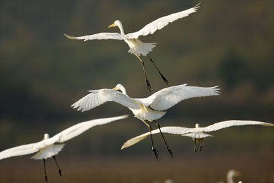 Close-up of white bird flying