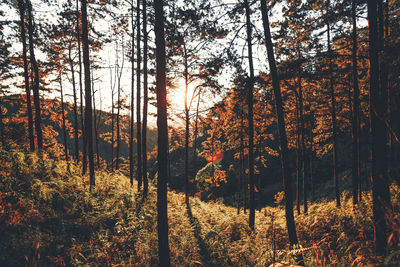 Trees in forest during autumn