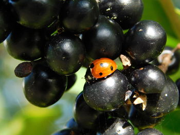 Close-up of grapes