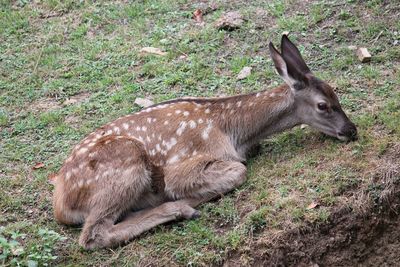 Side view of deer relaxing on field