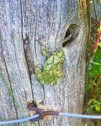 Close-up of lizard on tree trunk