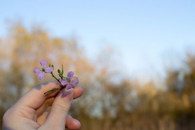 Close-up of hand holding flower against blurred background