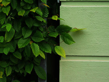 Close-up of ivy growing on wall