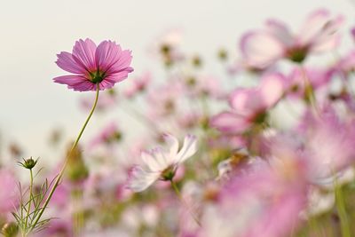 Close-up of pink cosmos flowers