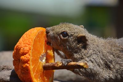 Close-up of squirrel