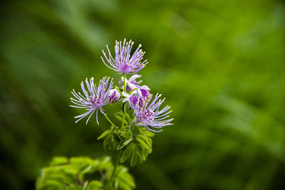 Close-up of purple flowering plant