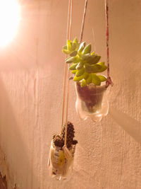 Close-up of potted plant against wall