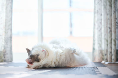 White cat rolling around the floor sleeping