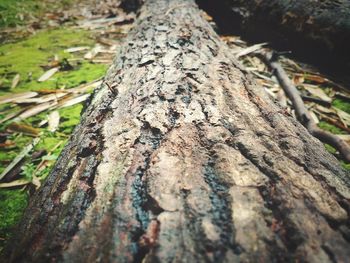 Close-up of tree stump