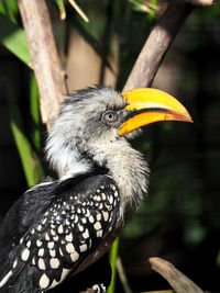 Close-up of bird