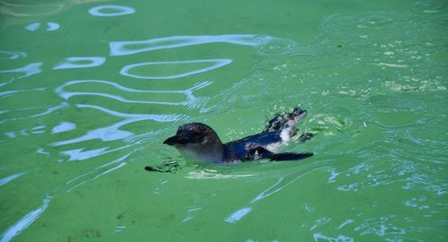 Penguin swimming in sea at island