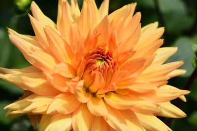 Close up of an orange coloured dahlia flower 