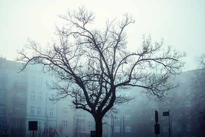 Bare tree against clear sky