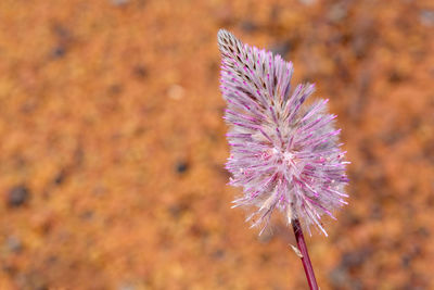 Close-up of purple flowering plant