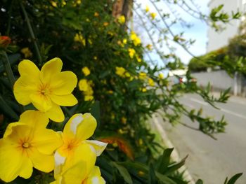 Close-up of yellow flowers blooming outdoors