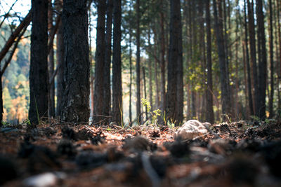 Surface level of trees in forest