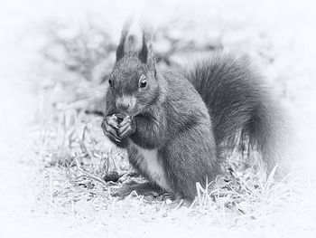 Close-up of squirrel