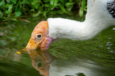 Close-up of a bird drinking water