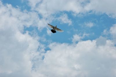 Low angle view of bird flying against sky