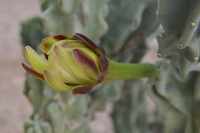 Close-up of flowering plant