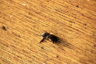 High angle view of fly on wood